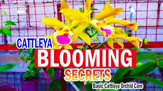 SECRETS on BLOOMING CATTLEYA  Cattleya Orchid Care [upl. by Sawyere]