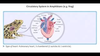 How amphibian hearts work [upl. by Inneg]