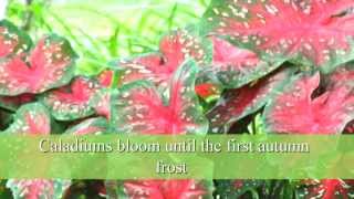 How to Plant Caladium Bulbs [upl. by Enelrats]