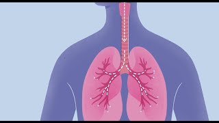 Histamine and Antihistamines Meds [upl. by Zina]