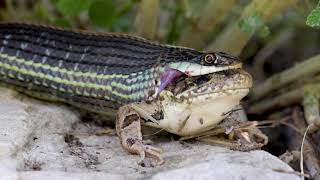 Ribbon Snake Eating LIVE Leopard Frog Whole 4K [upl. by Celestine628]