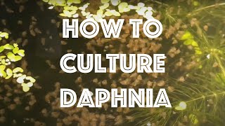 How To Culture Daphnia Magna [upl. by Salohci]