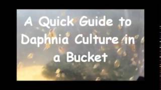 How to culture daphnia outside [upl. by Jerrilyn787]