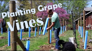 How to Plant Wine Grapes [upl. by Akemed791]