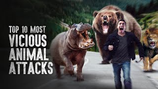 Top 10 Most Vicious Animal Attacks and How to Survive Them [upl. by Malloch]