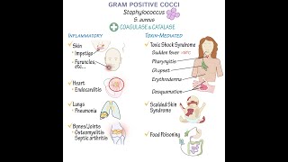 Gram Positive Cocci Overview [upl. by Eugenle949]