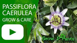 Passiflora caerulea  grow amp care Bluecrown Passionflower [upl. by Ymma691]