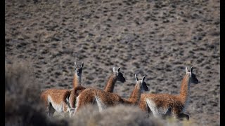 Especial Documental sobre el Guanaco [upl. by Prudhoe306]