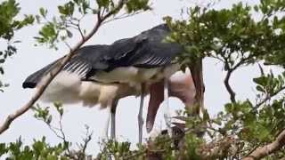 Birds of Uganda  the marabou stork [upl. by Kay]