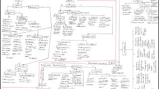 Microbiology Algorithm Gram Positive Cocci [upl. by Notsniw100]