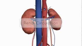 Renal CirculationBlood Supply  Anatomy Tutorial [upl. by Aniat444]