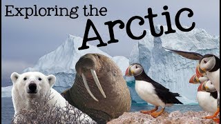 Exploring the Arctic for Kids Arctic Animals and Climates for Children  FreeSchool [upl. by Odnanref634]