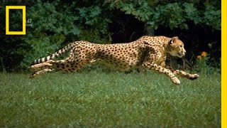 The Worlds Fastest Runner  National Geographic [upl. by Hepsiba490]