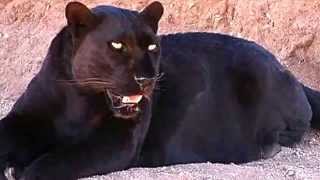 Black Panther Facts 13 Facts about Black Panthers [upl. by Ennalyrehc]