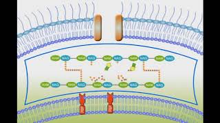 Penicillin Mechanism of Action animation video [upl. by Inamik]