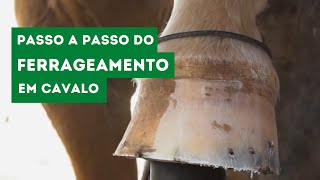 Ferrageamento em Cavalo  Passo a Passo Técnico  Veterinária Consciente [upl. by Hodges923]