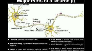 Anatomy  Parts of a Neuron with Microscope Image [upl. by Acimad276]