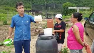 Ração alternativa de moringa e mandioca para galinhas caipiras [upl. by Spence]