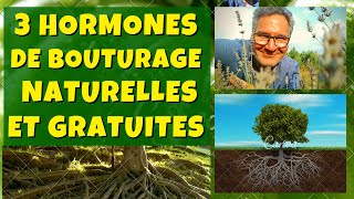 3 hormones de bouturage naturelles et gratuites [upl. by Okuy]