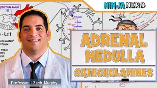 Endocrinology  Adrenal Medulla  Catecholamines [upl. by Sherm]