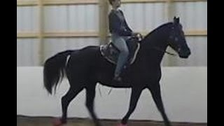 The Gaited Horse Gait Spectrum [upl. by Call597]