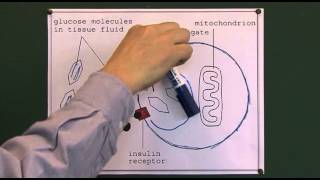 Diabetes 3  Glucose Anatomy and Physiology [upl. by Adlin615]