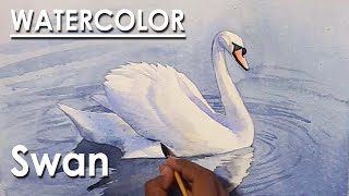 How to Paint Swan in Watercolor  steps to follow [upl. by Lledroc]