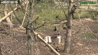 Student resource  15 minute Animal Behaviour sampling video [upl. by Yeslek415]