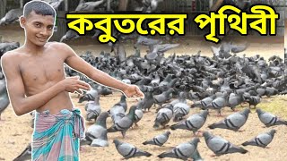 Kobutor Palon bengal  Pigeon Lover Bangladeshi  নিজের পায়ে দাঁড়াও [upl. by Sella]