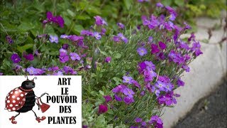 Tuto jardinage Aubrieta Cascade Purple photos de fleurs et de plantes vivaces [upl. by Gariepy]