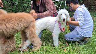 Standard Poodle Mating1 [upl. by Laden962]