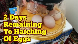 Hatching Eggs What To Do In Last Two Days  Brinsea Mini II Advance Egg Incubator [upl. by Katusha212]