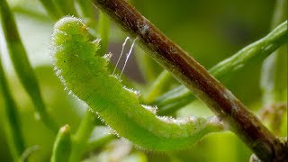 Caterpillar Cocoon Timelapse  BBC Earth [upl. by Kcub]