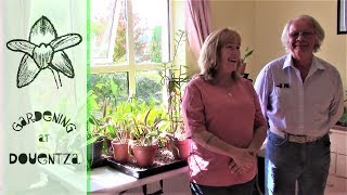 Cattleya Update With Rogers Orchids  discussing light amp indoor growing [upl. by Felten]