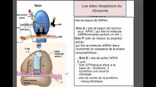 Reticulum endoplasmique [upl. by Lativa]