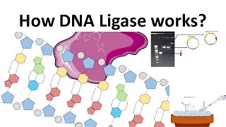 DNA Ligase How DNA Ligase works [upl. by Arreit]