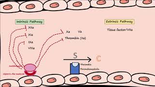 Anticoagulants  Naturally Occuring [upl. by Edlitam]