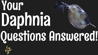 Daphnia Questions Answered [upl. by Christal]