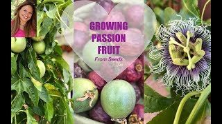 GROWING PASSION FRUIT FROM SEED  PASSIFLORA ✅Ask Shirley [upl. by Duaner934]