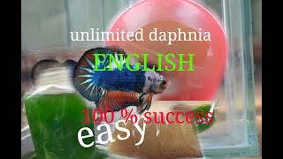 daphnia moina culture Easy way Unlimited production English  with sub Green water Chlorella [upl. by Roshelle]