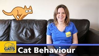 🐱 Introduction to cat behaviour  Cats Protection behaviour guides [upl. by Etom]