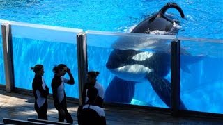 SeaWorld Killer Whale Tilikum Dies [upl. by Carlyn]