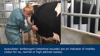 Abdominal examination in ruminants [upl. by Javier]