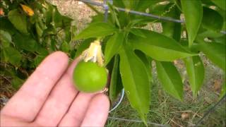 Passion Fruit Plant MayPop Fruit Passiflora incarnata [upl. by Ymaral]