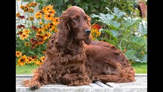 The Irish Setter  Irish Setters UK amp Ireland [upl. by Anaerol]