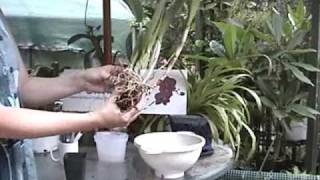 Cattleya Repotting  Orchid Care  From rePotmecom [upl. by Oemac]