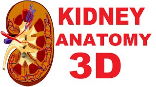 Kidney Anatomy DETAILED Renal Nephron Urinary System [upl. by Vogel695]