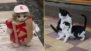 Try Not To Laugh 😅 Funniest Cats Will Make You Laugh Uncontrollably 😸 [upl. by Charo]