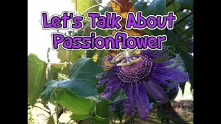 Lets Talk About Passionflower Medicinal Herb [upl. by Cave842]