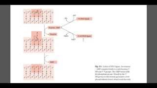 DNA ligase mechanism [upl. by Claudius]